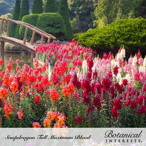 Snapdragon Tall Maximum Seeds - Southern Agriculture 