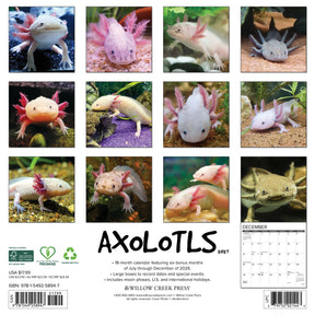 Willow Creek Press - 2027 Axolotls Calendar