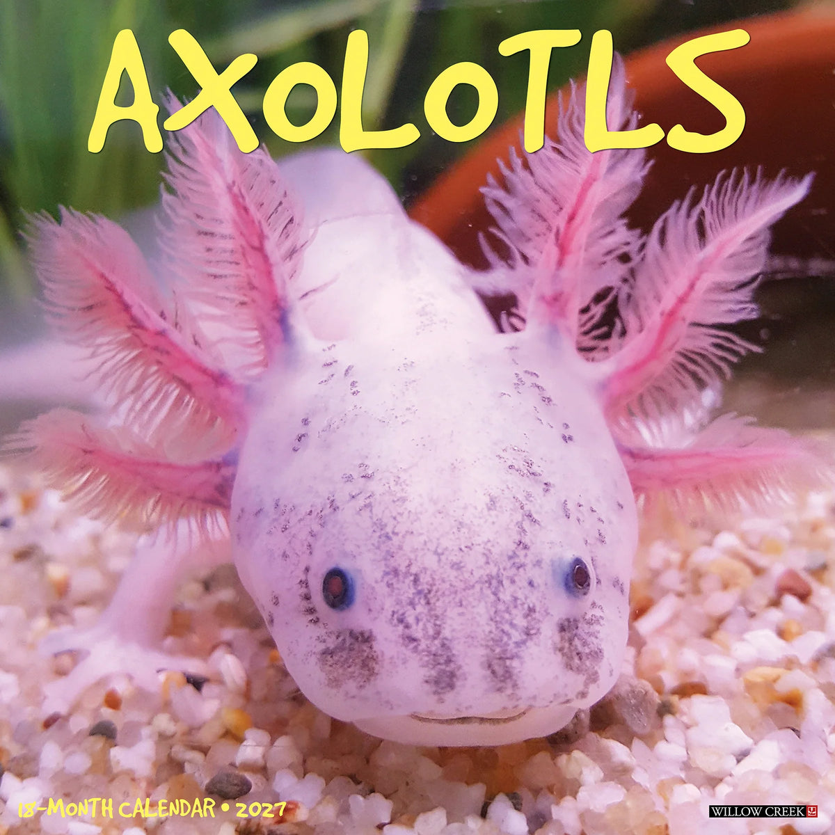 Willow Creek Press - 2027 Axolotls Calendar