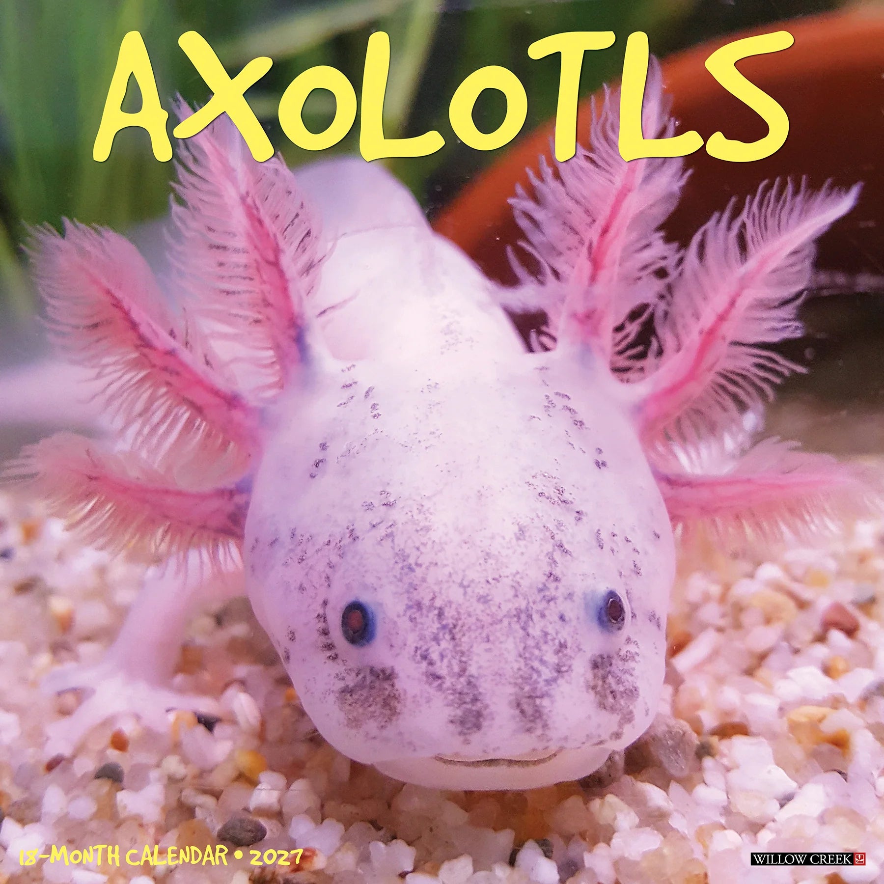 Willow Creek Press - 2027 Axolotls Calendar