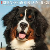 Willow Creek Press - 2027 Bernese Mountain Dog Calendar
