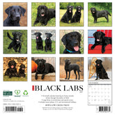 Willow Creek Press - 2027 Black Labs Calendar