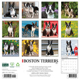Willow Creek Press - 2027 Boston Terriers Calendar