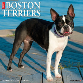 Willow Creek Press - 2027 Boston Terriers Calendar