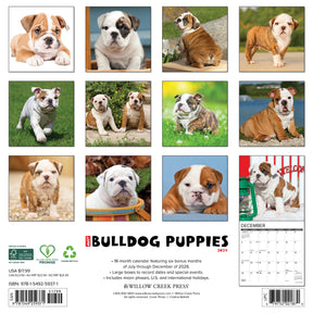 Willow Creek Press - 2027 Bulldog Puppies Calendar