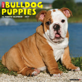 Willow Creek Press - 2027 Bulldog Puppies Calendar