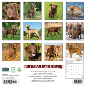 Willow Creek Press - 2027 Chesepeake Bay Retrievers Calendar