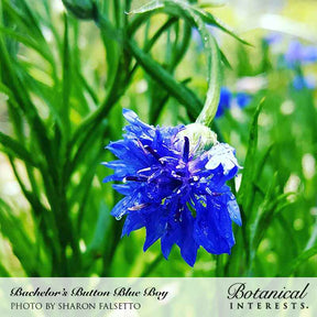 Botanical Interests, Inc. - Blue Boy Bachelor's Button Seeds
