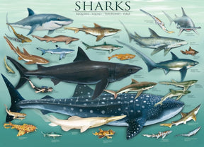 Eurographics Puzzles - Puzzle Sharks