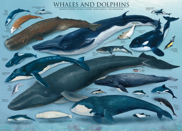 Eurographics Puzzles - Puzzle Whales & Dolphins