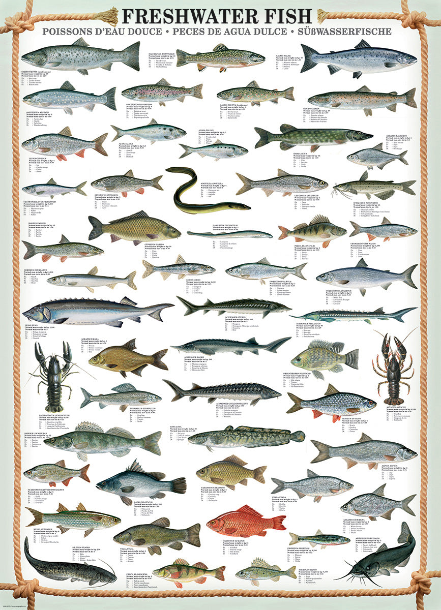Eurographics Puzzles - Puzzle Fresh Water Fish