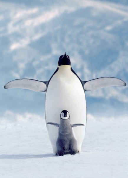Eurographics Puzzles - Puzzle Penguin & Chick
