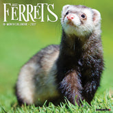 Willow Creek Press - 2027 Ferrets Calendar