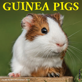 Willow Creek Press - 2027 Guinea Pigs Calendar