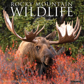 Willow Creek Press - 2027 Rocky Mountain Wildlife Calendar