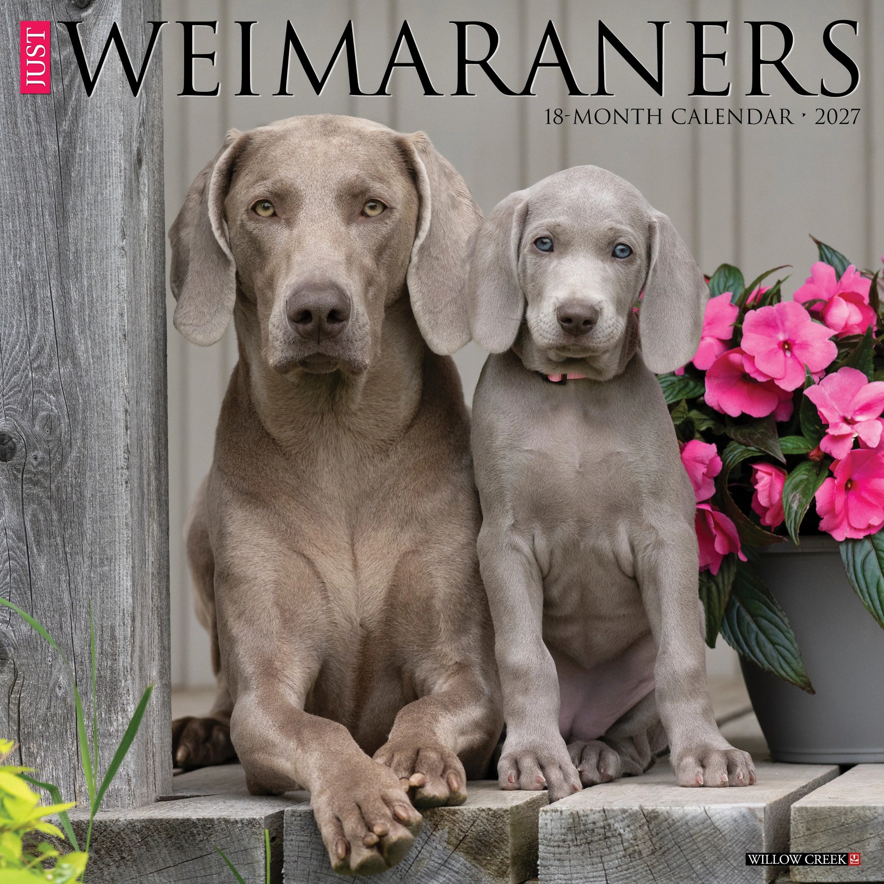Willow Creek Press - 2027 Weimaraners Calendar