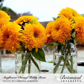 Sunflower Dwarf Teddy Bear Seeds - Southern Agriculture 