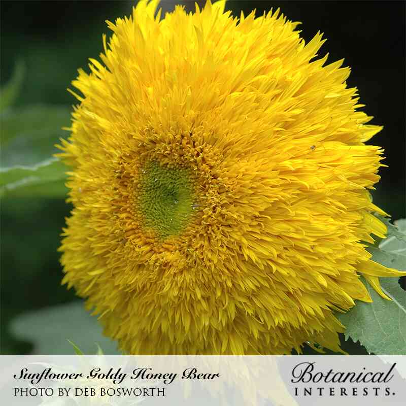 Botanical Interests, Inc. - Goldy Honey Bear Sunflower Seeds - Southern Agriculture 