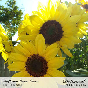 Botanical Interests, Inc. - Lemon Queen Sunflower Seeds