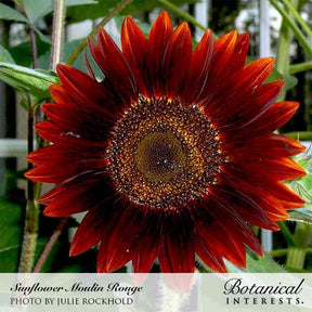 Botanical Interests, Inc. - Rouge Royale Sunflower Seeds