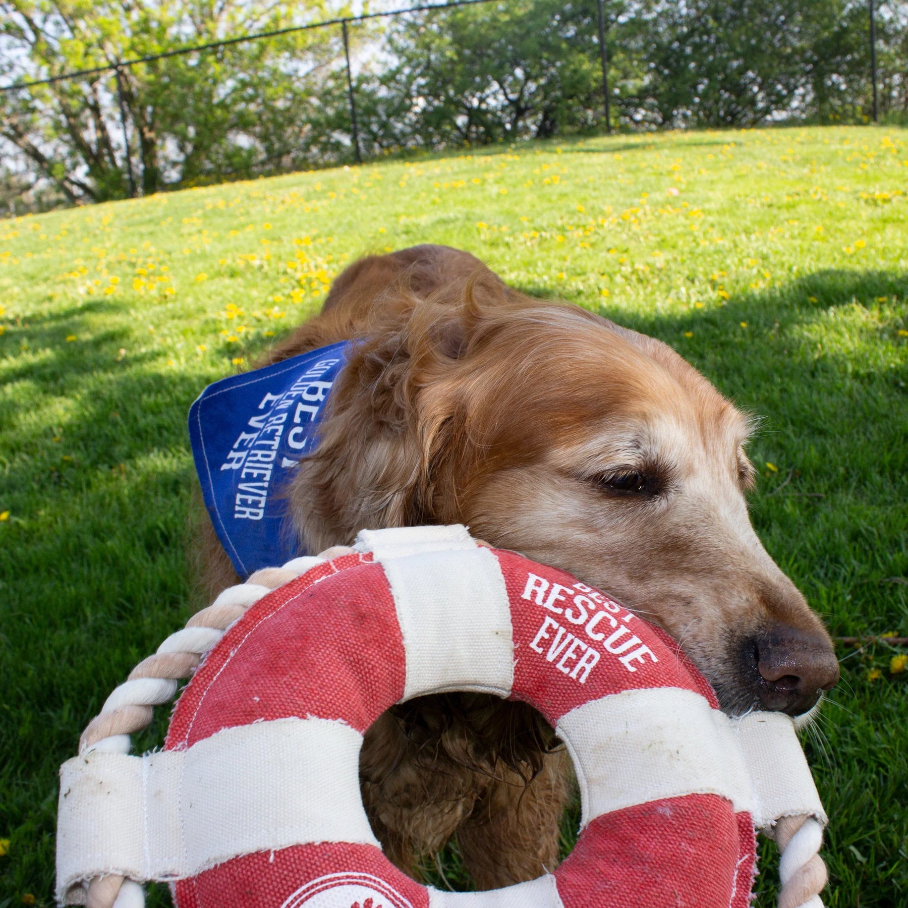 Pavilion - Canvas Dog Toy On Rope Best Rescue Ever