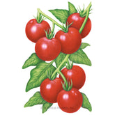Botanical Interests, Inc. - Glacier Bush Tomato Seeds - Southern Agriculture 