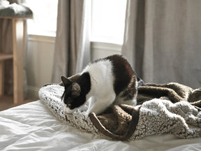Pet Parents - Pawtect Blanket Slate