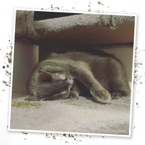 Meowijuana - Whisker Tickler Catnip Blend