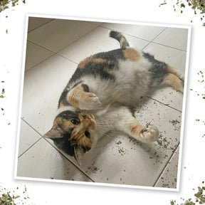 Meowijuana - Garden Pawty Catnip Blend