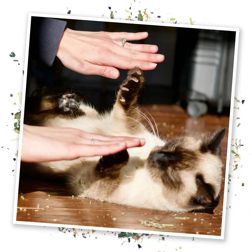 Meowijuana - Cloud 9 Catnip Blend