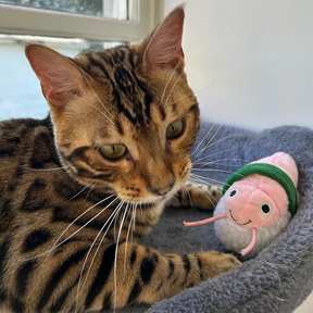 Meowijuana - Get Wrapped Shrimp Sushi Roll Catnip Toy