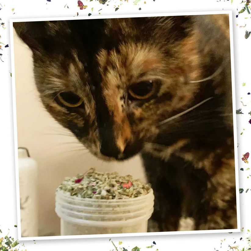 Meowijuana - Winter Lift Catnip