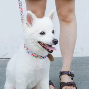 Blueberry Pet - Triangles Shades of Rainbow | Full Grain Leather & Polyester Webbing Dog Collar