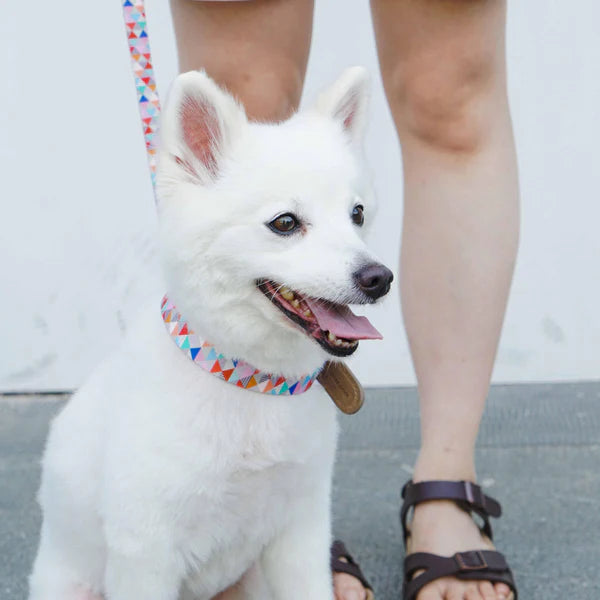Blueberry Pet - Triangles Shades of Rainbow | Full Grain Leather & Polyester Webbing Dog Collar