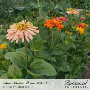 Botanical Interests, Inc. - Cactus Flower Blend Zinnia Seeds