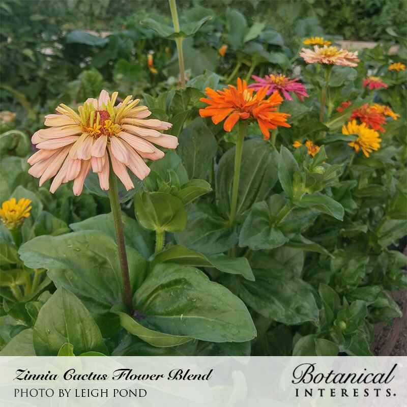 Botanical Interests, Inc. - Cactus Flower Blend Zinnia Seeds
