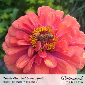 Botanical Interests, Inc. - Zinnia Cut & Come Again Seeds