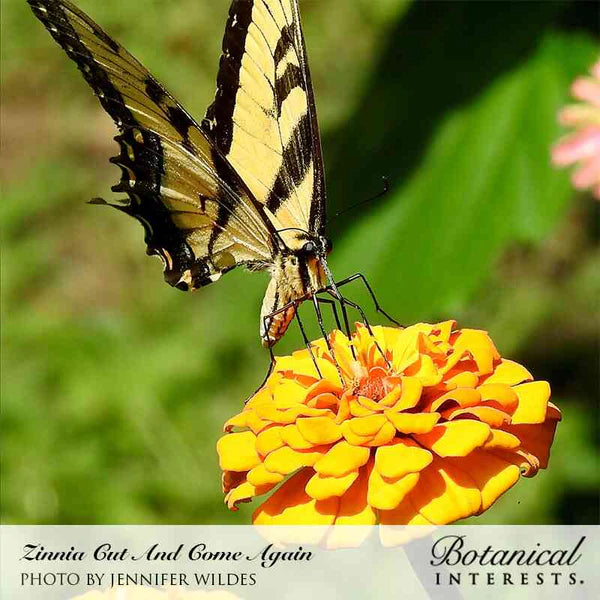 Botanical Interests, Inc. - Zinnia Cut & Come Again Seeds