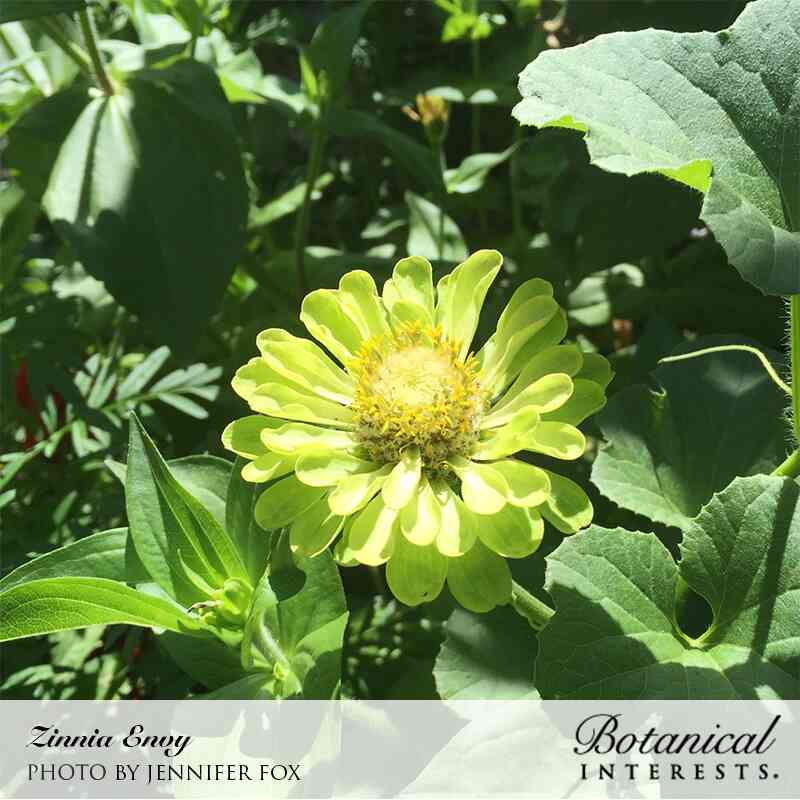 Botanical Interests, Inc. - Envy Zinnia Seeds - Southern Agriculture 