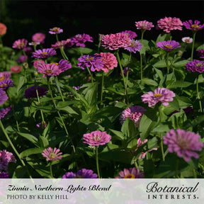 Zinnia Northern Lights Blend Seeds - Southern Agriculture 