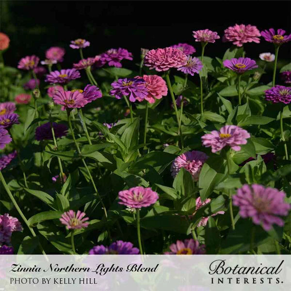 Zinnia Northern Lights Blend Seeds - Southern Agriculture 
