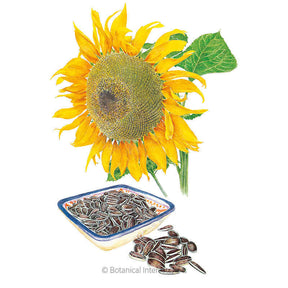 Botanical Interests, Inc. - Mongolian Giant Sunflower Seeds