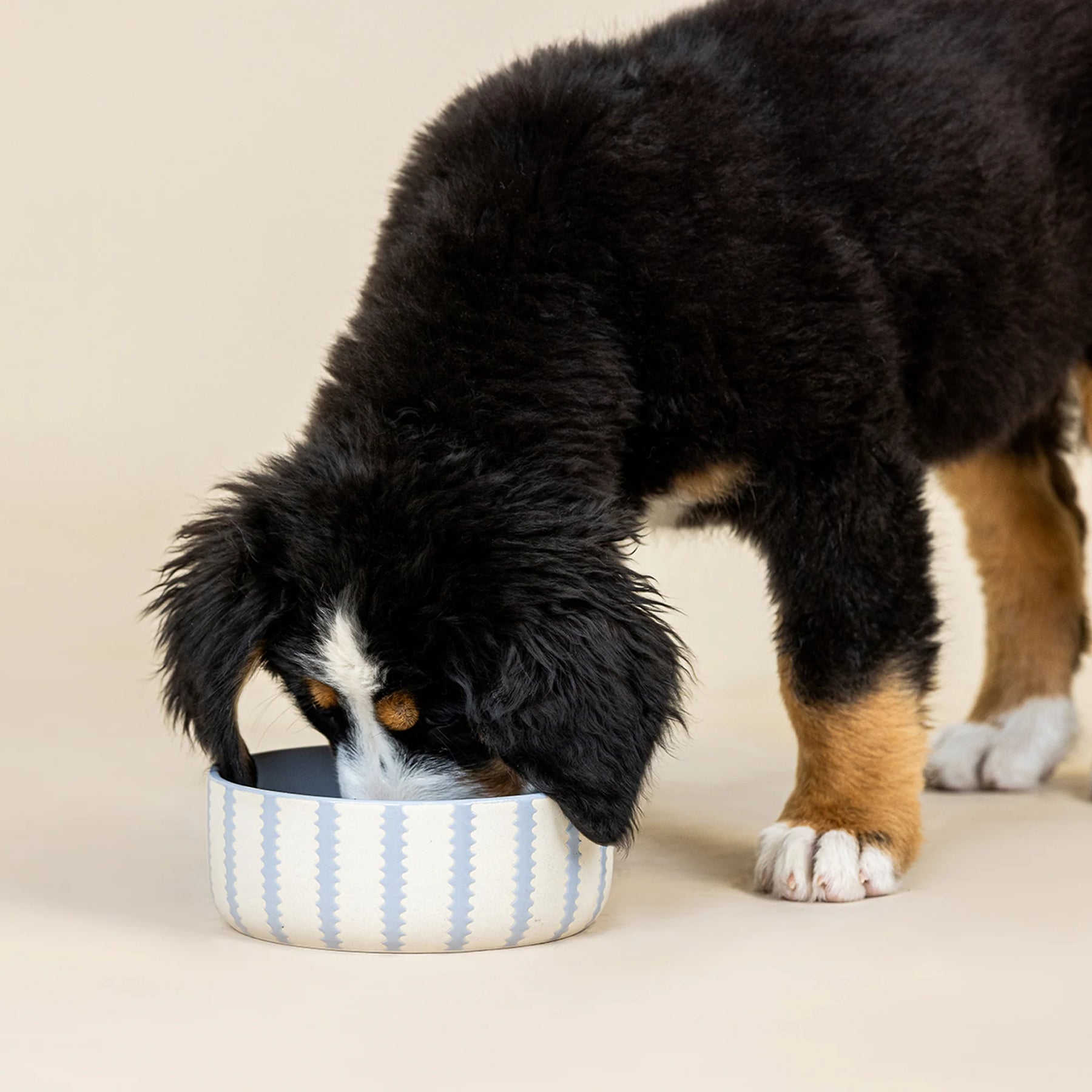 Petshop by Fringe Studio - Pet Bowl Small Rounded Scallop Blue & White