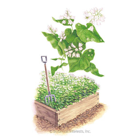 Botanical Interests, Inc. - Cover Crop Buckwheat Seeds - Southern Agriculture 