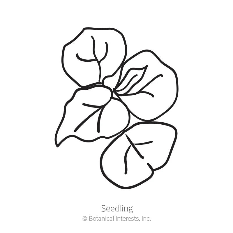 Botanical Interests, Inc. - Cover Crop Buckwheat Seeds - Southern Agriculture 