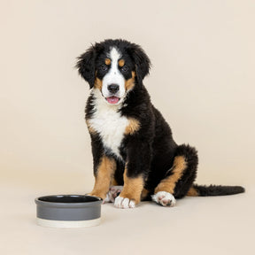 Petshop by Fringe Studio - Pet Bowl Charcoal & Black with Tan Bottom