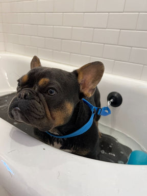 Tall Tails - Bath Leash with Suction Cup
