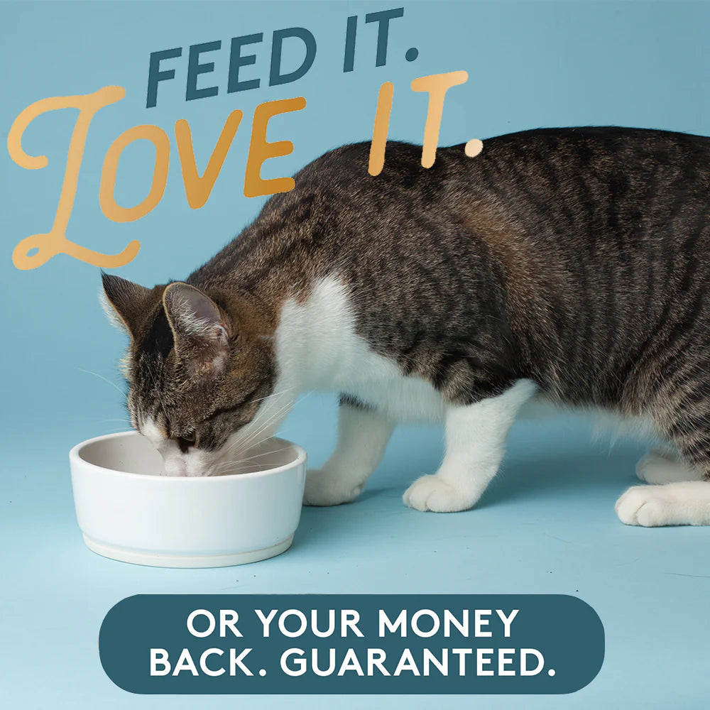 W. F. Young - Missing Link Feline Pet Kelp