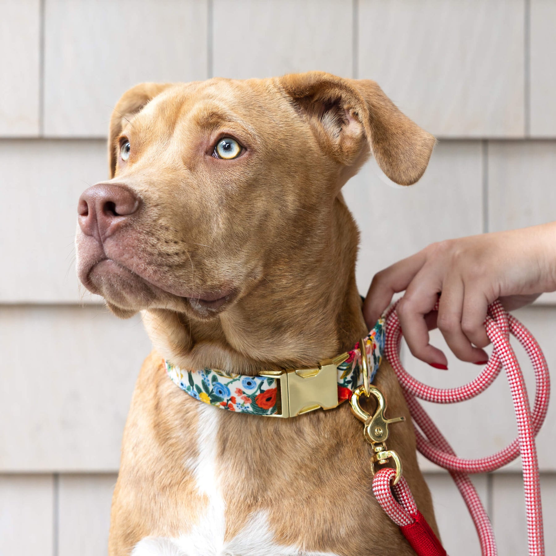 Foggy Dog - Dog Leash Climbing Rope 5 foot - Southern Agriculture 