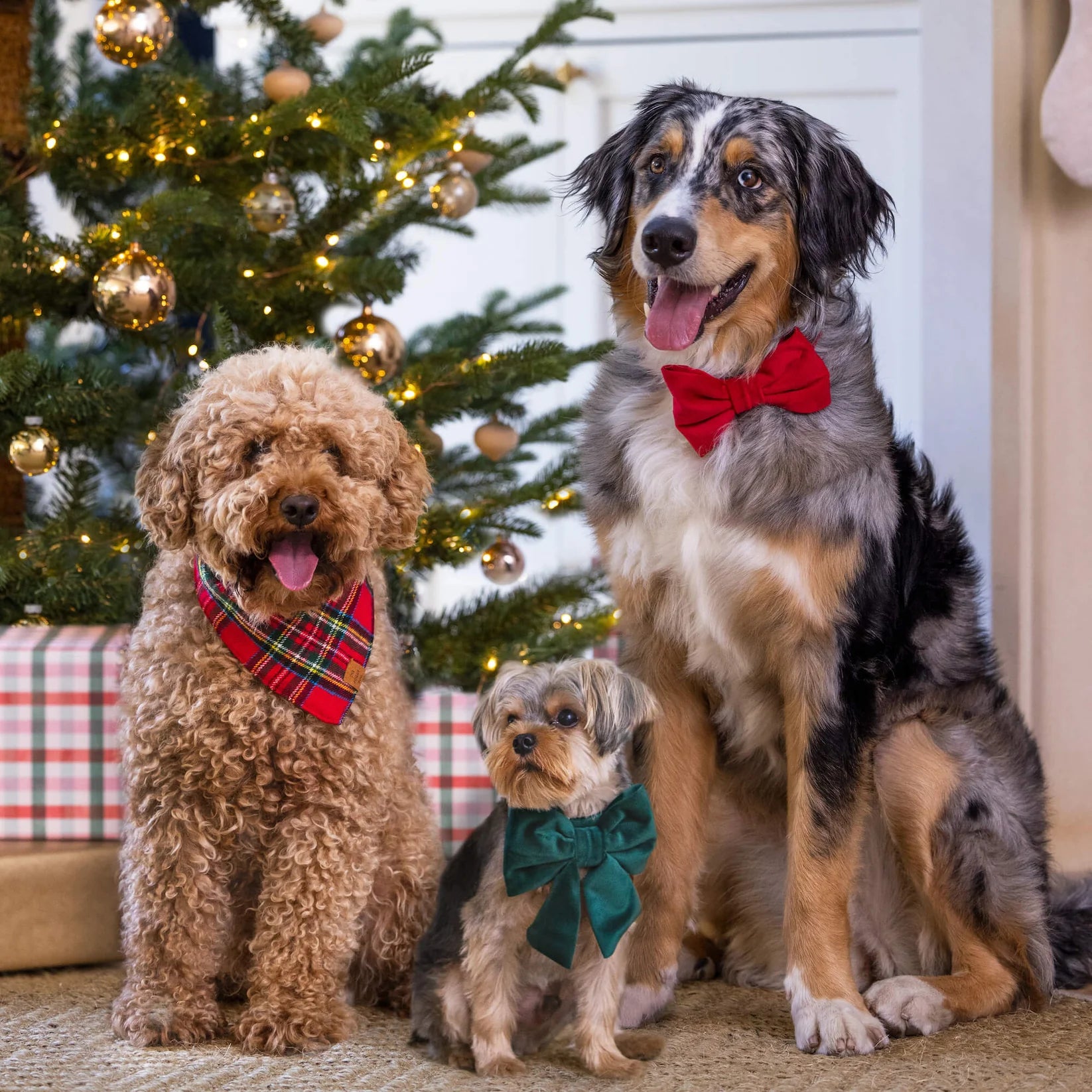The Foggy Dog - Dog Bow Tie Cranberry Velvet